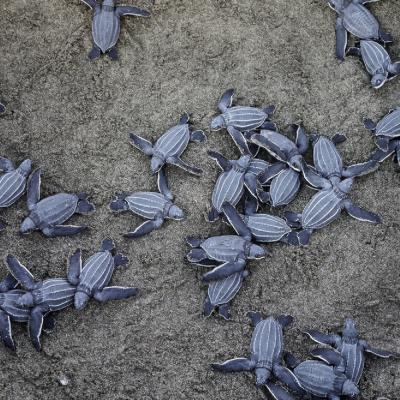 Turtle Initiatiative 7